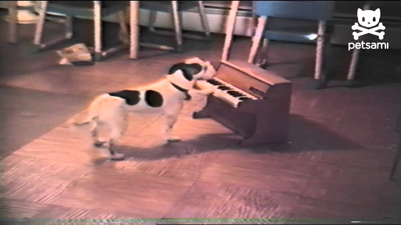 Puppy Sings and Plays the Piano