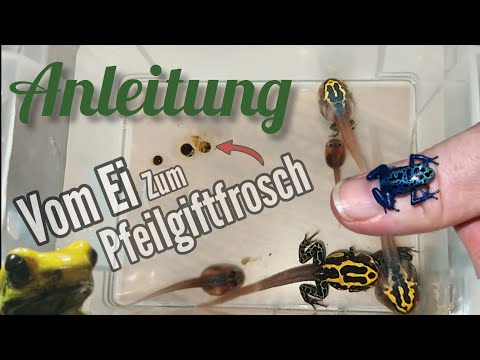Poison dart frog breeding (instructions): From egg to poison dart frog
