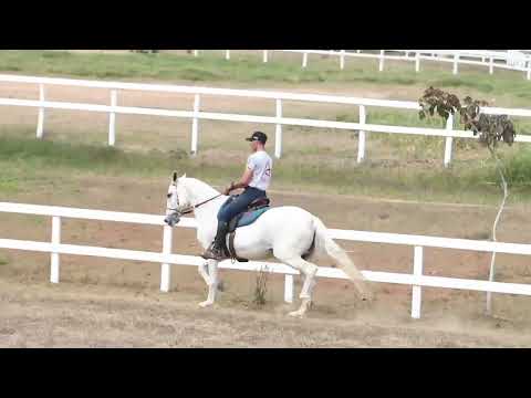 14 Lislie Estrela do oriente