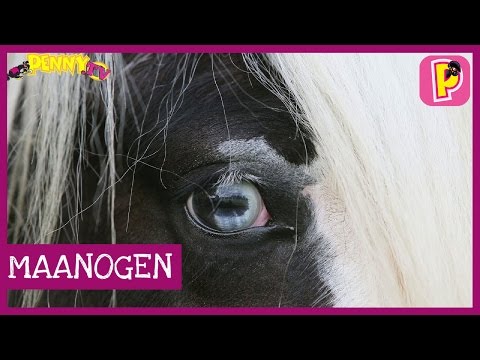 download lagu mp3 mp4 Maanoog, download lagu Maanoog gratis, unduh video klip Maanoog