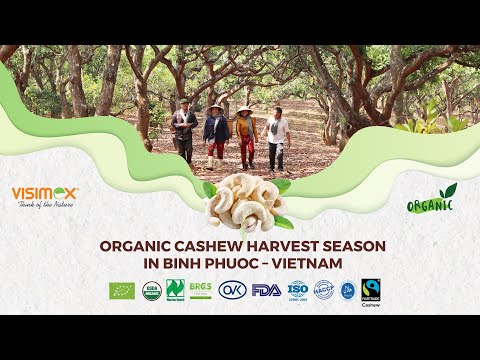 Organic Cashew Harvest in Binh Phuoc - Vietnam