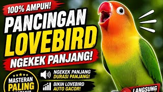 Download lagu 100% Ampuh! Pancingan Lovebird Ngekek Panjang, Dijamin Makin Gacor! 🔥 mp3 Download lagu 100% Ampuh! Pancingan Lovebird Ngekek Panjang, Dijamin Makin Gacor! 🔥 mp3