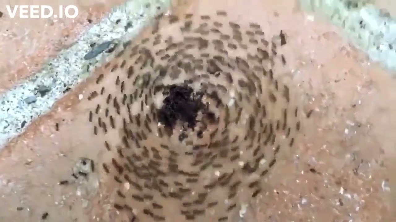 Ants in a Ant mill or commonly referred to as an Death Spiral