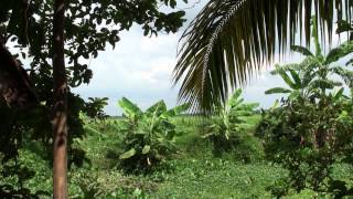preview picture of video 'Banana Trees and Green Rice Paddies - Suong District, Cambodia Countryside'