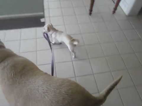 Olivia Trying To Walk Her Sister
