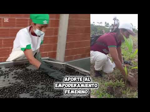 Amazonicos Putumayo 2026