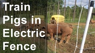 Train Pigs Into Electric Fence