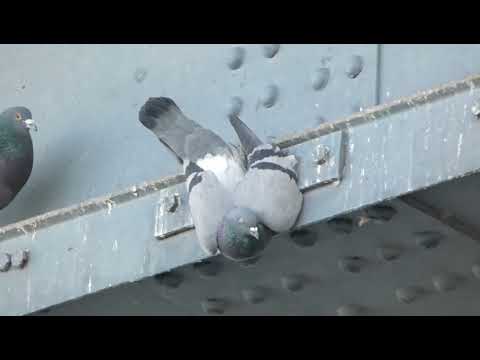 Rettung einer Stadttaube an der Konrad Adenauer Brücke - Ludwigshafen am Rhein