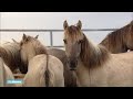 Paarden Oostvaardersplassen onderweg naar Wit-Rusland - RTL NIEUWS