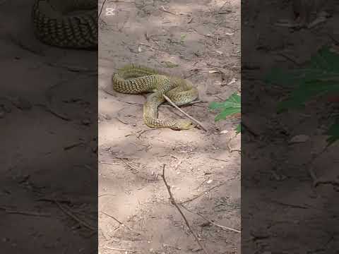 víbora amarilla (Trancas,Tucuman)