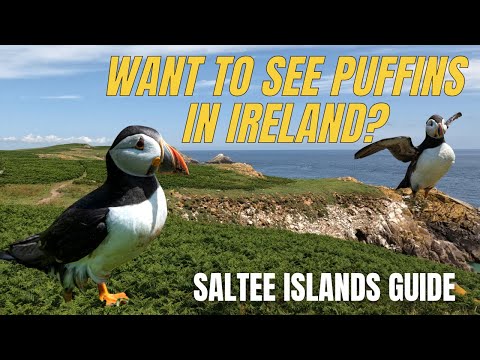 ⭐️Wo man in Irland Papageientaucher sehen kann ⭐️ Die Saltee Islands, Co. Wexford. Irland-Vlog