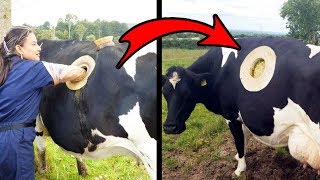 दुनिया की सबसे हैरतअंगेज गाय | 5 most unbelievable cows | DOWNLOAD THIS VIDEO IN MP3, M4A, WEBM, MP4, 3GP ETC