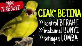 Download lagu CIAK CIAK KECIAL KUNING BETINA AMPUH BIKIN KONTROL BIRAHI BIKIN KECIAL BUNYI MAXIMAL‼️ mp3 Download lagu CIAK CIAK KECIAL KUNING BETINA AMPUH BIKIN KONTROL BIRAHI BIKIN KECIAL BUNYI MAXIMAL‼️ mp3