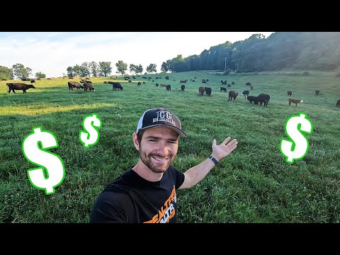 I Bought A BIG HERD of COWS!