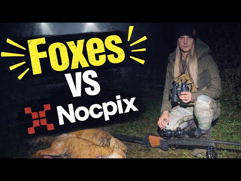 Foxes VS Nocpix Ace H50R Thermal | Pest control UK | Thermal Scope | Hunting