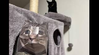 【工作】O i 猫