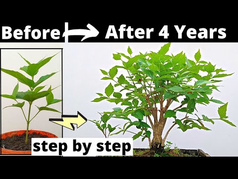 Bonsai | বনসাই How to make  Jasmine | Parijat | Shiuli Bonsai from Seed