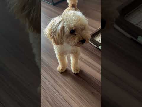 経営学科 新調されたテーブルとソファに驚くトイプードル9ヶ月 #toypoodle #puppy #トイプードル