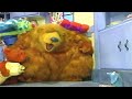 Opening To Bear In The Big Blue House Halloween And Thanksgiving 2000 VHS Canadian Copy