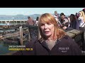 Record number of sea lions have crashed on San Franciscos Pier 39, the most counted in 15 years - Video