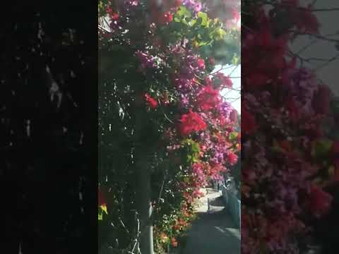flower#shorts#viral#shortsviral