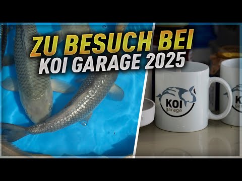 KOI GARAGE 2025 - Koi kaufen in Helmstedt!