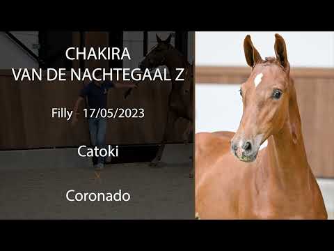 Chakira van de Nachtegaal Z (Catoki x Coronado)