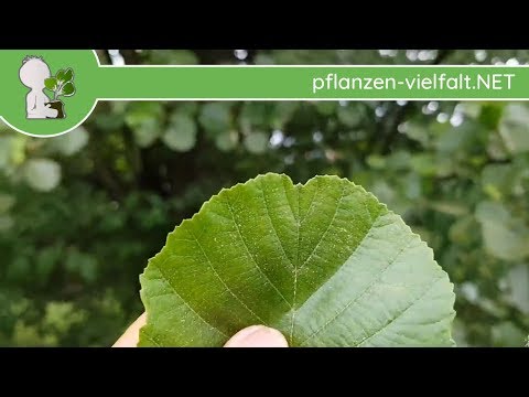 Schwarz-Erle - Blatt/Blätter - 09.05.18 (Alnus glutinosa) - Bäume (Blätter) bestimmen