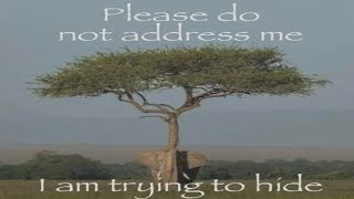 Cover art for Killer Queen