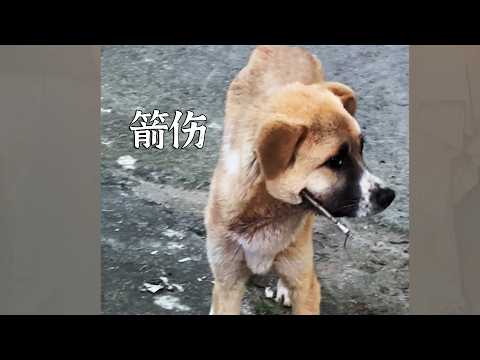 The mother dog gets shot, and then the puppies get shot too when they're older? Don't do this any...