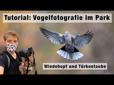 Tutorial Vogelfotografie im Park - Teil 2: Wiedehopf und Türkentaube