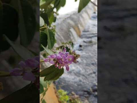 Passagem molhada entre Floresta e Santo Inácio do Piauí | Tapagem