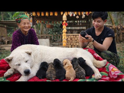 Heartwarming moment: an elderly woman smiles as her puppies are born
