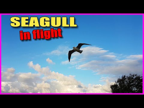 Experienced seagull flies in a strong wind | Slow motion | Nature