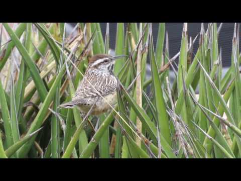Oriešok kaktusový (Campylorhynchus brunneicapillus) — správanie, biotop a hlas