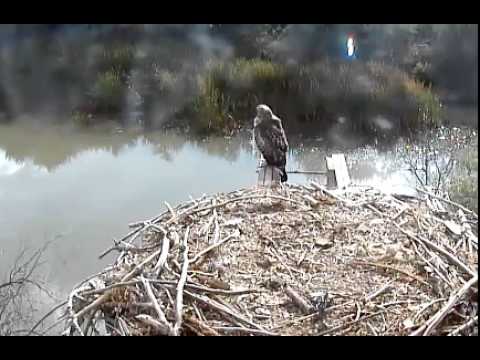 Juvie Red Tail Hawk visits BCO nest