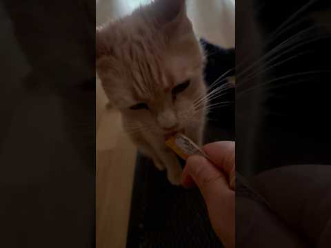 Meesha ❤️ #cats #cat #kitten #kitty #animals #catlover #catvideos #catshorts #shorts #youtube #cute