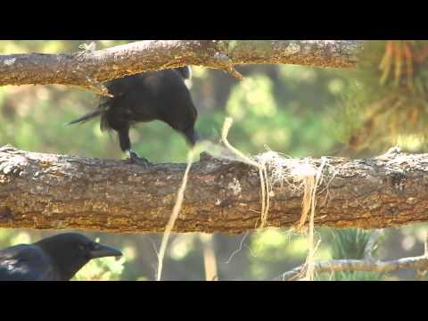 Crow lets mate get peanut