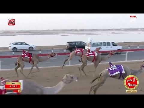 ش 3 (الشاهينيه) لـ هجن العاصفه 12:35:57 ، مهرجان ختامي الوثبة 2026/05/18 حول