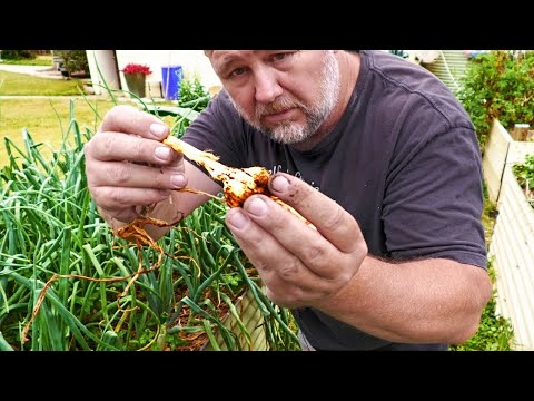 6 Reasons Why Your Garlic Bulbs Are Small?