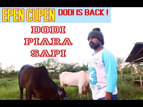 epen-cupen-dodi-is-back-dodi-piara-sapi
