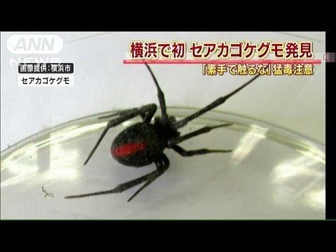 ラクダグモの特徴と咬み傷