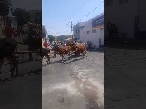 festa de aniversário da cidade de Pratápolis MG, desfile de carros de boi