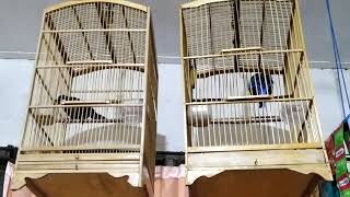 Download lagu Burung Rowo Rowo Poksay Rawa Memanggil Lawan #poksayrawa mp3