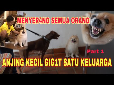 ANJING MENJADI RAJA DIDALAM RUMAH ‼️ SEMUA ORANG DIGIG1T *part 1