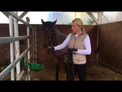 MUSTANG MAKEOVER 2018 // Update 1 TAG 3871 - Ankunft bei Rabea Schmale