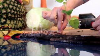 Tibits - Natural Energy for our Cities (Making-of)