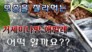 [텃밭농부.674]  모종을 짤라먹는 거세미나방 애벌레. #거세미나방 애벌레 피해#모종 잘라먹는 벌레