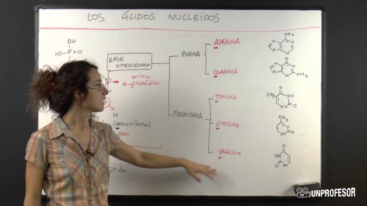 Qué son los ácidos nucleicos