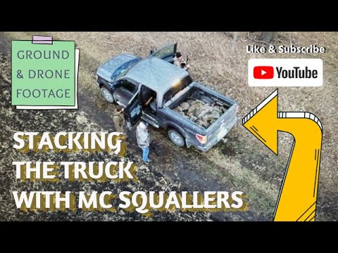 Late season Raccoon calling! Truck full of Prime Minnesota coons! #hunting #calling #wildlife